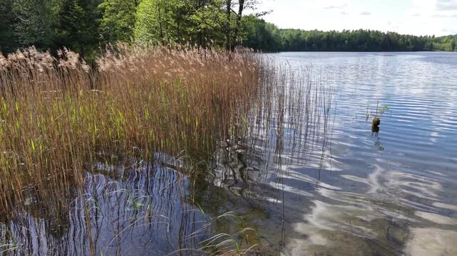Low water-level view of tall lakeside reeds with sun reflecting on calm surface.