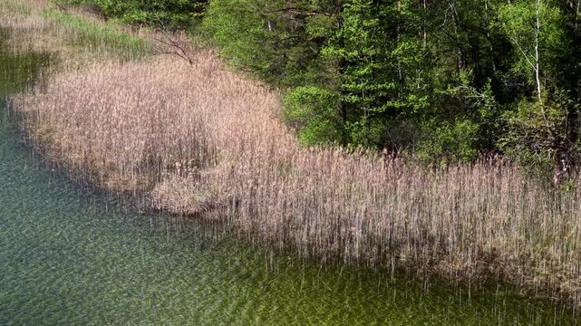 Aerial drone shot over a dense dry reed mass at the edge of a forest lake shoreline.