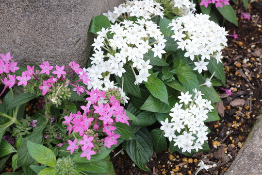 Pentas flowers blooming with beautiful star-shaped white and pink blossoms in a garden