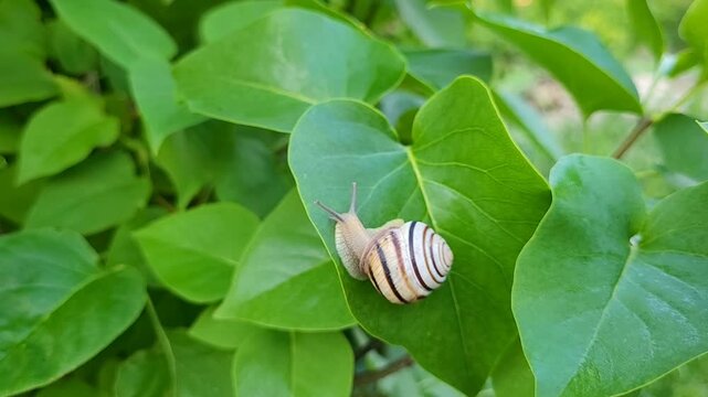 Garden snail sits on a leaf on a swaying branch of a lilac bush. Herbivorous mollusk with a variegated light shell crawls across the green leaves. The concept of the slowness and harmony of nature