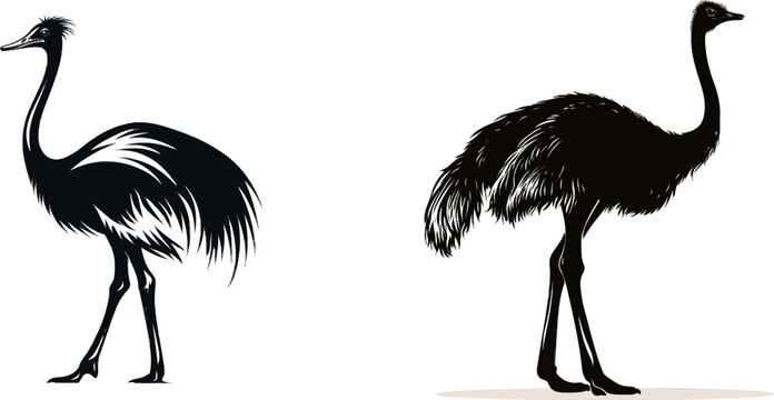 A majestic black ostrich stands tall against a pristine white backdrop, its elongated neck and legs exuding an aura of grace and strength in this monochrome vector illustration