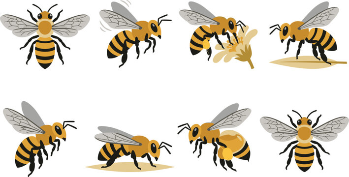 Bee Illustrations Depicting Pollination, Flying, and Natural Behaviors for Educational and Creative Projects