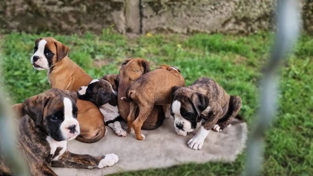 German boxer puppies sitting together behind a wire fence structure in a backyard garden, curious purebred domestic dogs exploring their outdoor environment