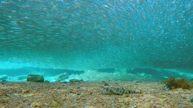 A captivating underwater shot of a large school of fish swimming gracefully overhead in clear blue water. The cinematic footage captures the synchronized movement of marine life as sunlight filters th