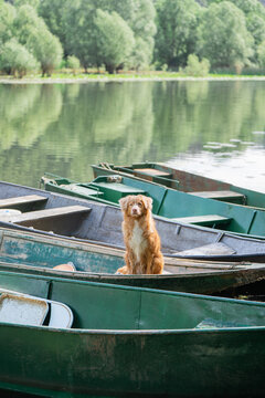 Nova Scotia Duck Tolling Retriever sitting in wooden fishing boat on calm mountain lake