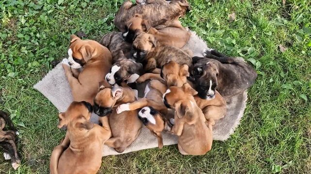 Top down high angle shot of many tiny newborn German boxer puppies resting together on a blanket on a green meadow, organic breeding of domestic canine animals outdoors