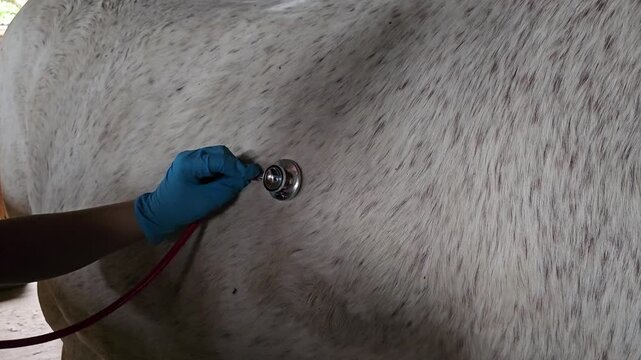 Checking the health of a horse using a stethoscope in a stable area during the day