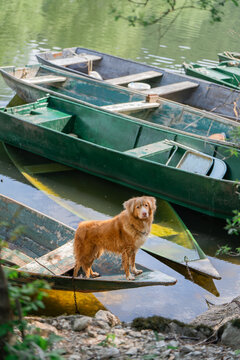 Nova Scotia Duck Tolling Retriever standing on rocky lakeshore beside old fishing boats, tranquil mountain lake landscape