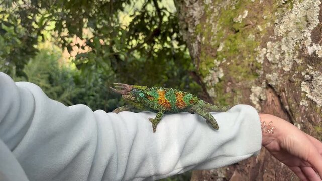 Beautiful Jackson chameleon climbing up a tourist's arm