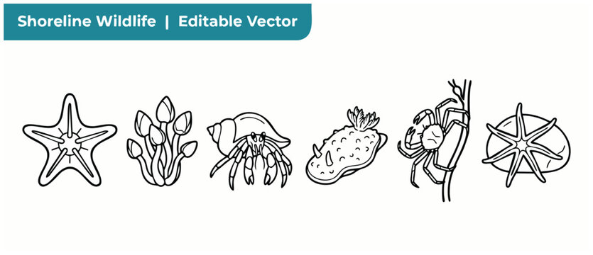 Shoreline wildlife marine vector icons set featuring starfish, hermit crab, barnacles, and sea slug line art illustrations for tide pool ocean education design projects in minimal black outline style.