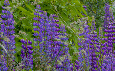 Summer landscape with violet Lupine (Lupinus) flowers. Meadow with colorful wildflowers © Антонина Шатревич