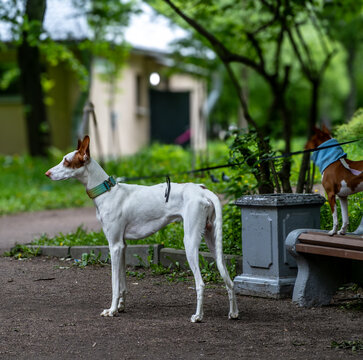 Podenko ibitsenko breed dog, greyhound