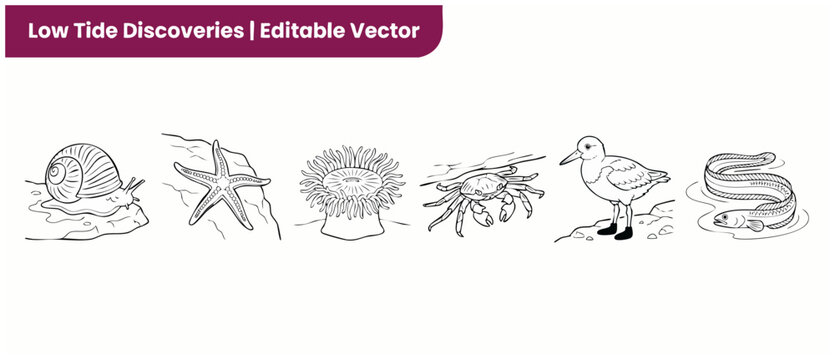 Tide pool animals vector illustration set featuring black and white line art of starfish, crab, anemone, snail, sandpiper bird and eel for kids coloring book pages, marine life graphics and designs.