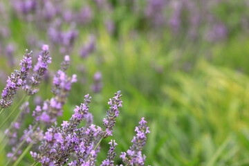 Obraz premium 風に揺れるラベンダーとやわらかな緑の背景 / Lavender flowers swaying in the breeze with soft green background