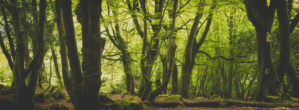 Bosahan woods near Constantine cornwall england uk 