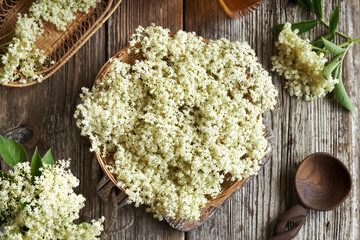 Fresh wild elderberry flowers in a basket on a table - ingredient for herbal syrup