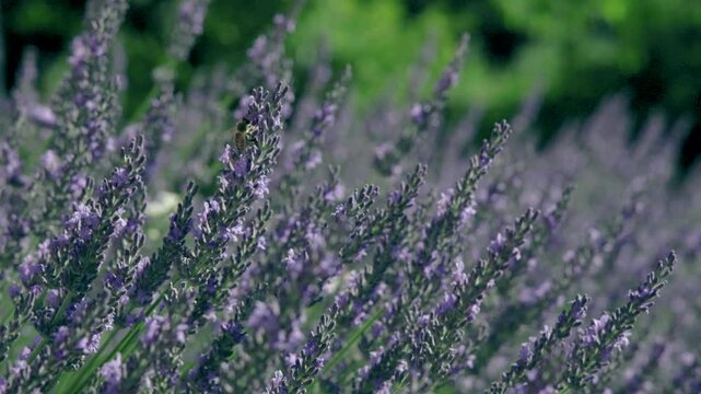 A delicate beautiful bee hovers and feeds among blooming lavender flowers in a sunlit field. The shallow depth of field creates a dreamy atmosphere, highlighting nature, pollination, summer colors