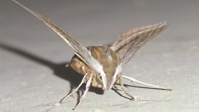 

4K Extreme Close-up Macro Front View Shot of a Sleeping Hunter Hawkmoth (Theretra) Resting on a Tunnel Wall
h 
