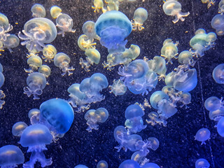 A cluster of translucent moon jellyfish (Aurelia aurita) floating gently in dark water under subtle white lighting inside a public aquarium. © Irina