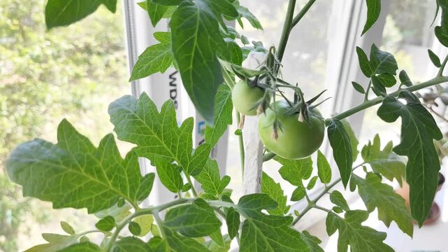 Green tomatoes growing on a tomato plant near a home window. Fresh vegetable gardening, indoor cultivation, natural daylight, home harvest, healthy food.