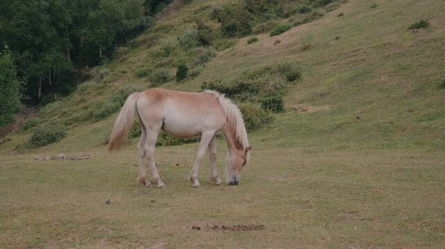 A beautiful light brown horse with a blonde mane grazes peacefully on a lush green hillside in the mountains of Asturias, Spain.