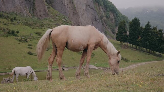 Two horses grazing peacefully on a lush green mountain meadow in Asturias, Spain. A palomino horse in the foreground and a white horse in the background.
