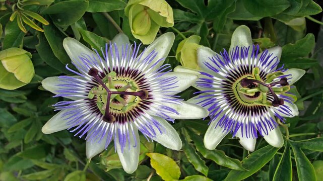   Passiflora, known also as the passion flowers or passion vines, is a genus of about 550 species of flowering plants. 