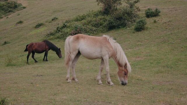 Two horses, one palomino and one dark brown, graze peacefully on a lush green hillside in Asturias, Spain.