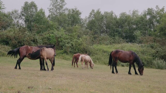 A herd of wild horses with a foal suckling from its mother, grazing peacefully in a green meadow in Asturias, Spain. Rural landscape with animals.