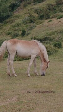 Vertical video of a beautiful Haflinger horse grazing peacefully on a green hillside in Asturias, Spain. A serene rural scene.