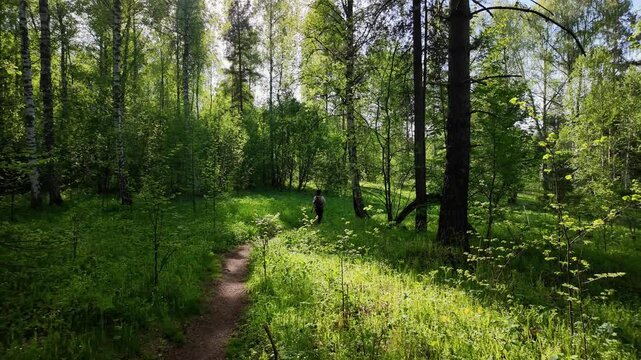 A lone person with a backpack walks along a narrow dirt path through a mixed deciduous and coniferous forest clearing. Warm sunlight filters through the canopy, creating dappled