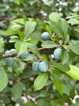 Sloe berries growing on a blackthorn shrub among green leaves in natural outdoor light with a soft blurred background.