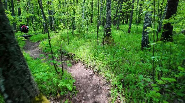 A narrow dirt trail curves through a dense green forest, surrounded by low shrubs, young saplings and leafy groundcover. A fallen birch log crosses the path near the center-right