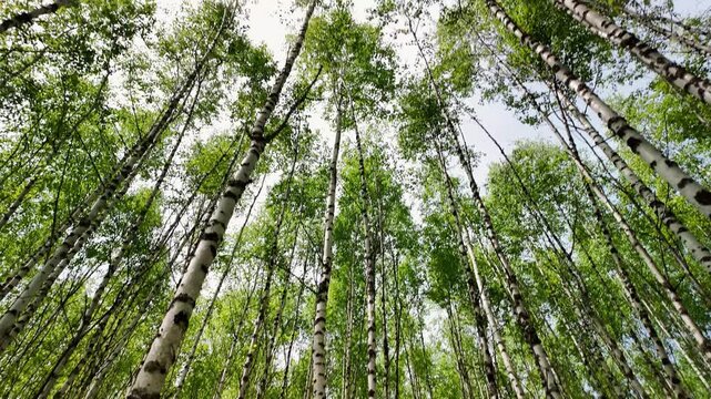 Interior view of a dense birch grove in spring, showing numerous slender white trunks with black markings receding into the distance. Bright young green leaves form a fresh