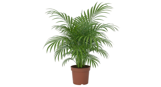 Small green parlor palm plant growing in a brown clay pot for home interior decoration isolated on transparent background