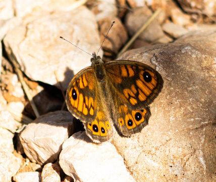 Lasiommata megera