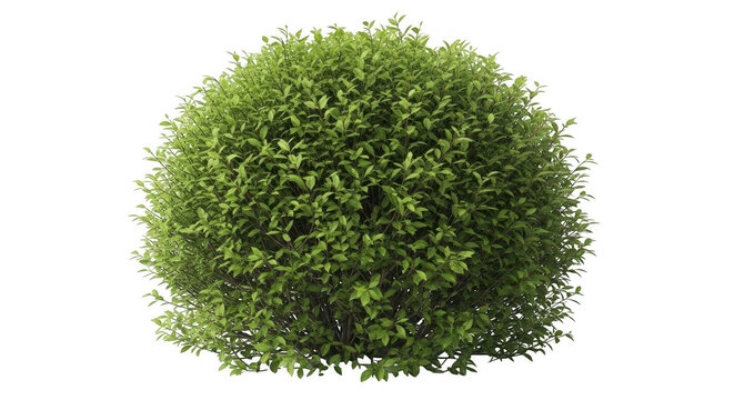Small round green bush with dense leaves isolated for garden landscaping and nature design project isolated on transparent background