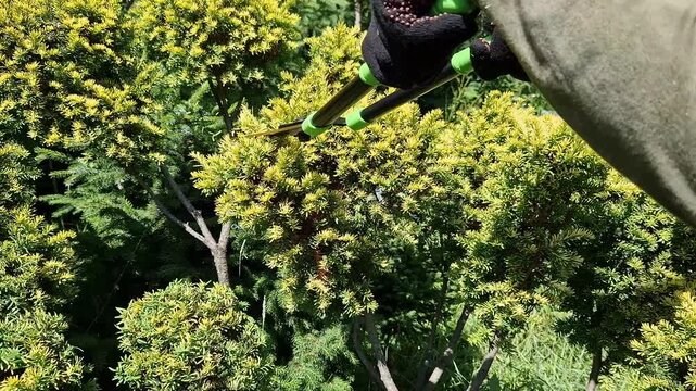 Forming a yew in the niwaki style (garden bonsai) is the creation of a harmonious tree with "cloudy" tiers of the crown. A gardener trims a plant with garden shears, close-up. Gardening