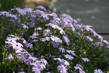 Obraz premium purple flowers in the garden