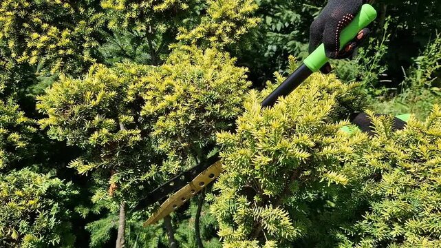Forming a yew in the niwaki style (garden bonsai) is the creation of a harmonious tree with "cloudy" tiers of the crown. A gardener trims a plant with garden shears, close-up. Gardening
