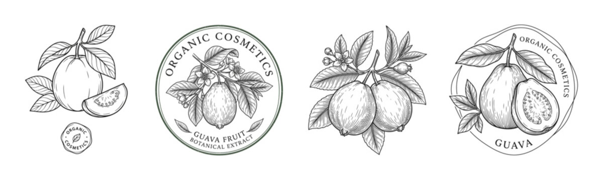 Vintage guava botanical labels and fruit compositions engraved for natural cosmetics and healthy product branding