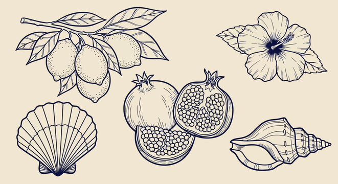 Tropical fruit, floral, and seashell illustrations, line art set, pomegranate, citrus, flower, shell, vector graphics