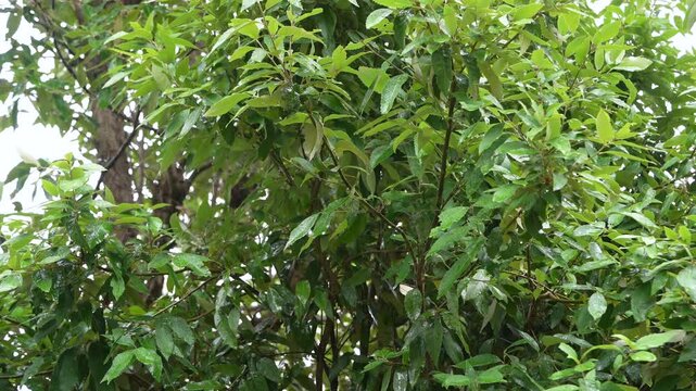 Raindrops hitting wet foliage in a dense oak forest during a peaceful spring shower.