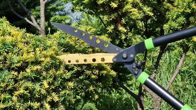 Forming a yew in the niwaki style (garden bonsai) is the creation of a harmonious tree with "cloudy" tiers of the crown. A gardener trims a plant with garden shears, close-up. Gardening