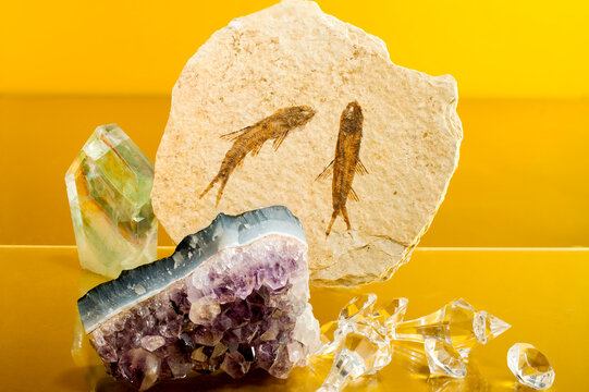 Ancient Fish Fossils and Gemstones Arranged on Gold Background &mdash; Natural History Collection