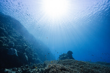 Sunlit coral reef with abundant tropical marine biodiversity © Satoshi