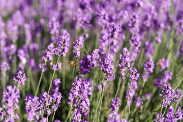 Fototapeta premium Lavender blooms, honey bees pollinate the plant collecting nectar, the peak of summer and the holiday season, collecting aromatic herbs for cosmetics and medicines