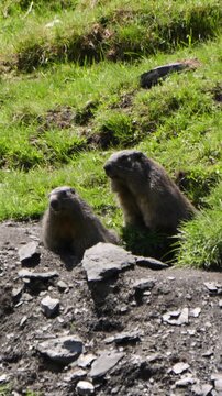 Dos marmotas j&oacute;venes vigilando junto a una madriguera