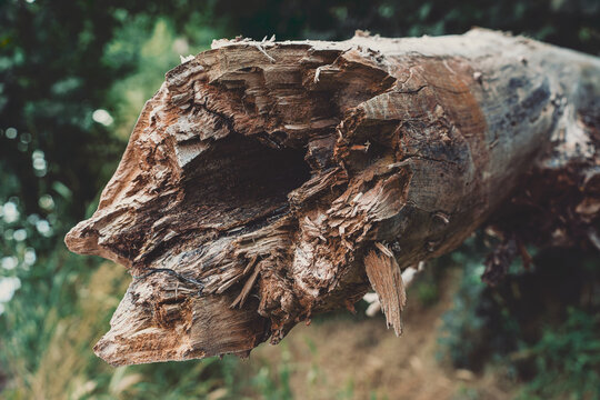 trunk broken
