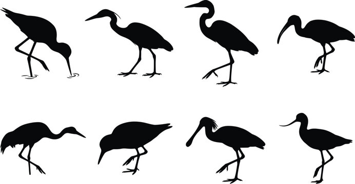 Black Silhouette Collection of Wading Birds Herons Ibis and Shorebirds on White Background
